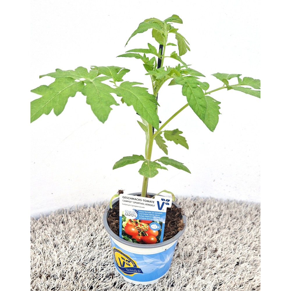 Lycopersicon esculentum campos