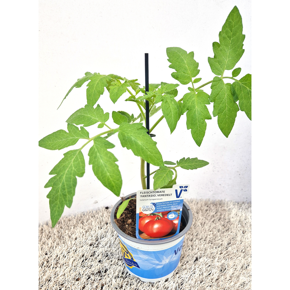 Lycopersicon esculentum fantasio f1