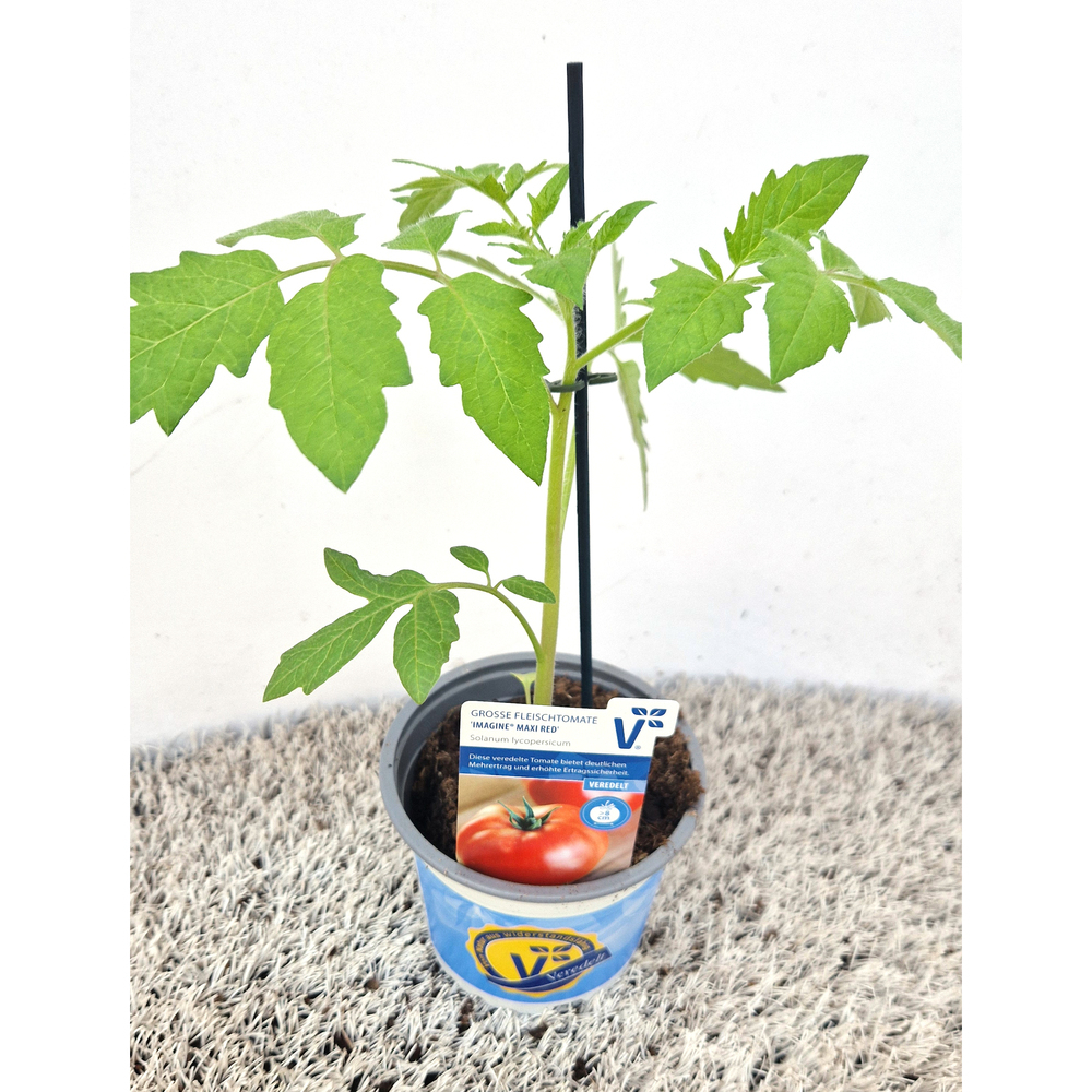Lycopersicon esculentum imagine maxi red