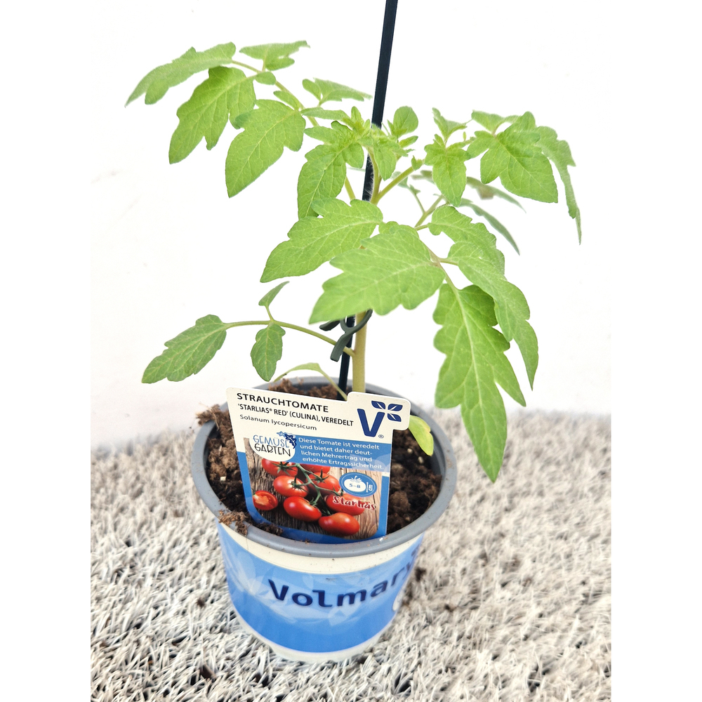 Lycopersicon esculentum starlias f1 red