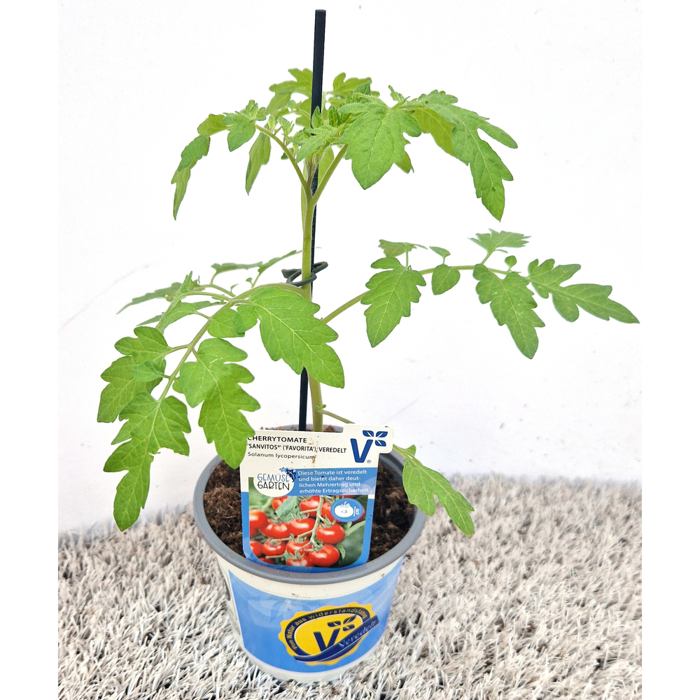 Lycopersicon esculentum sanvitos