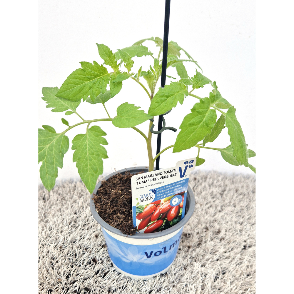 Lycopersicon esculentum tuma red