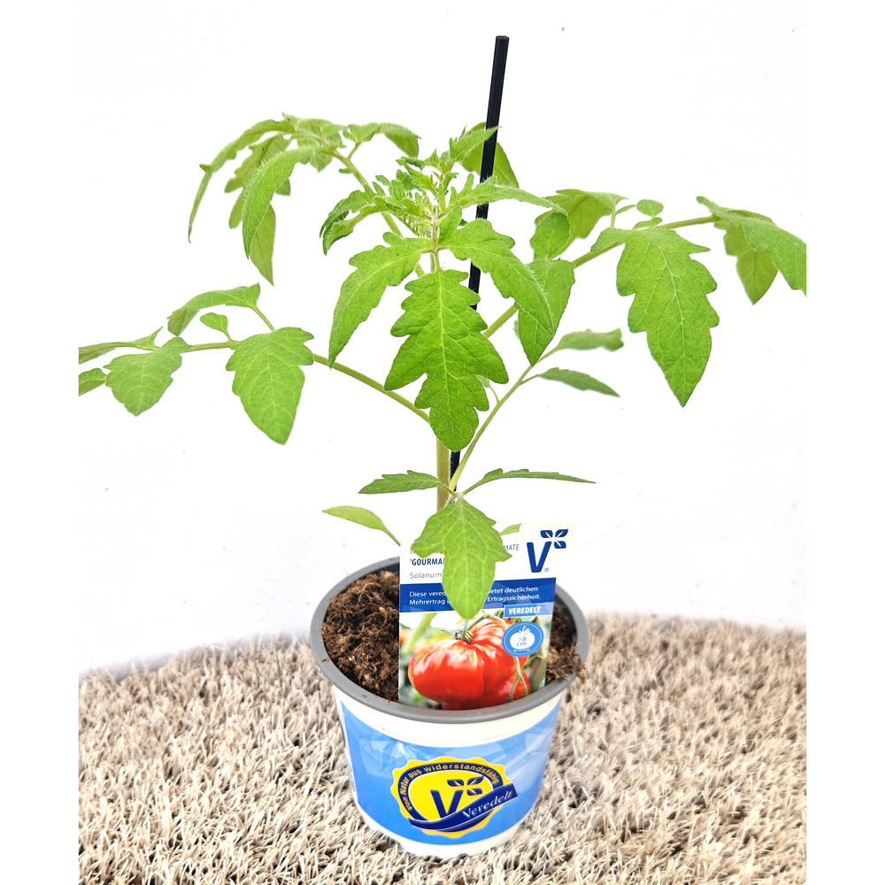 Lycopersicon esculentum gourmandia f1