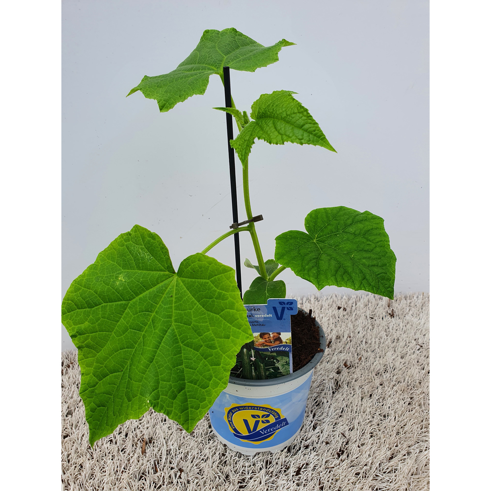 Cucumis sativus cyrano