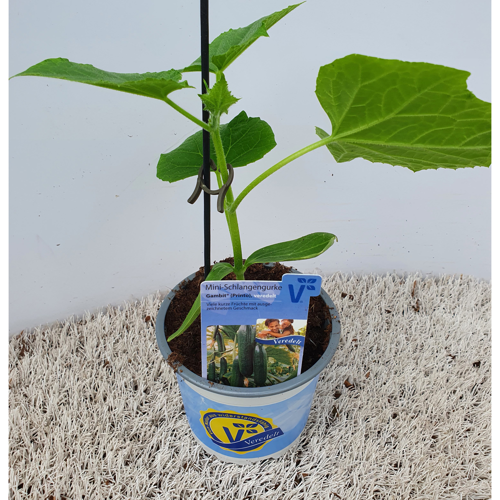 Cucumis sativus gambit