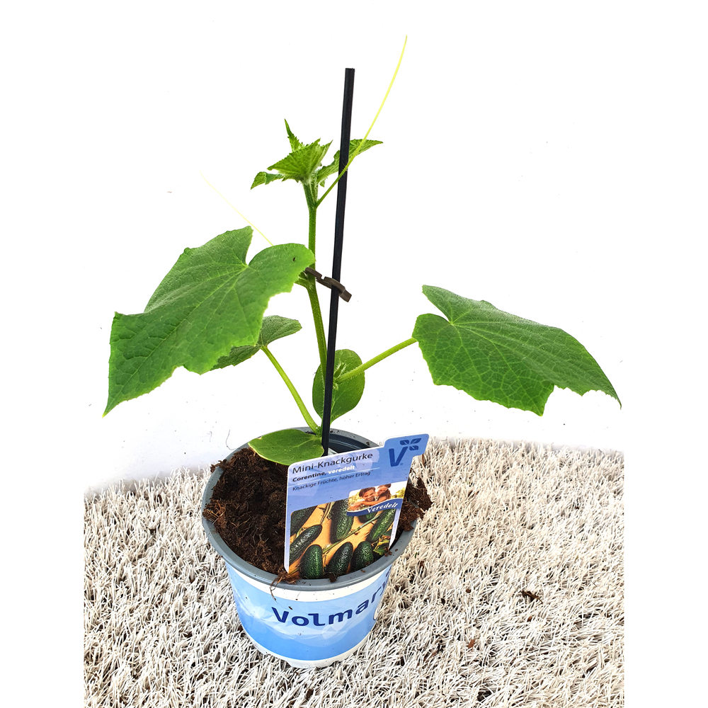 Cucumis sativus corentine f1