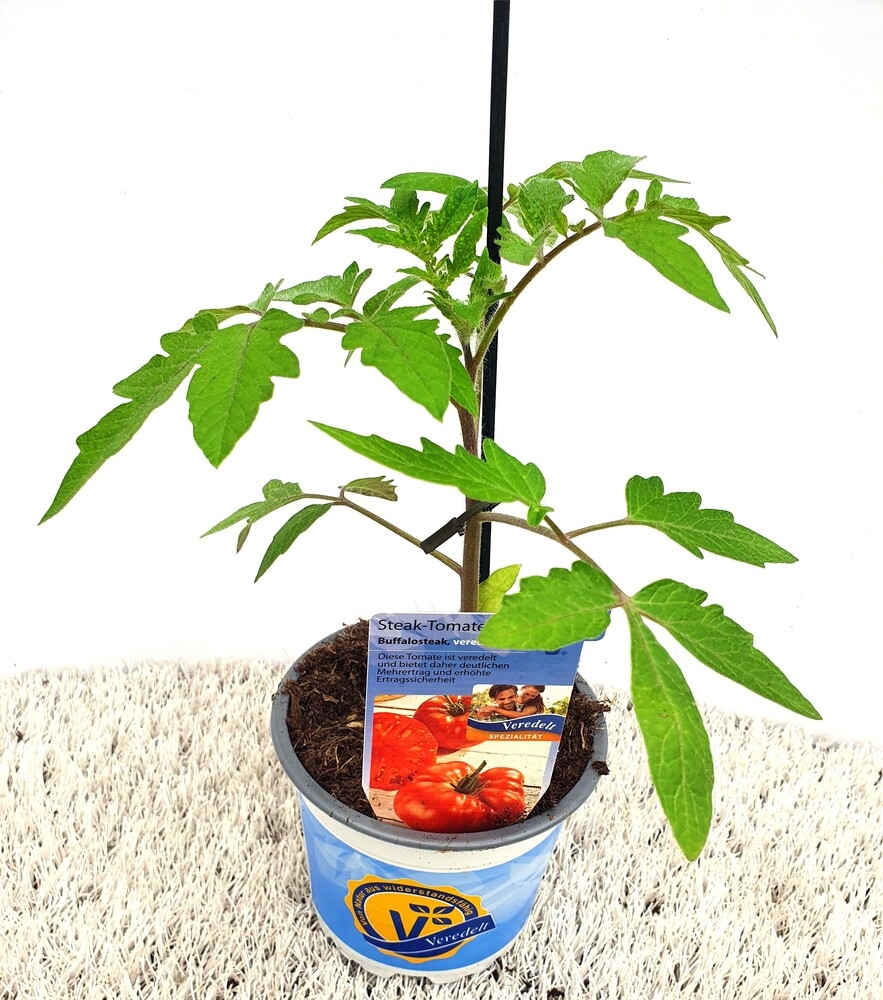 Lycopersicon esculentum buffalosteak