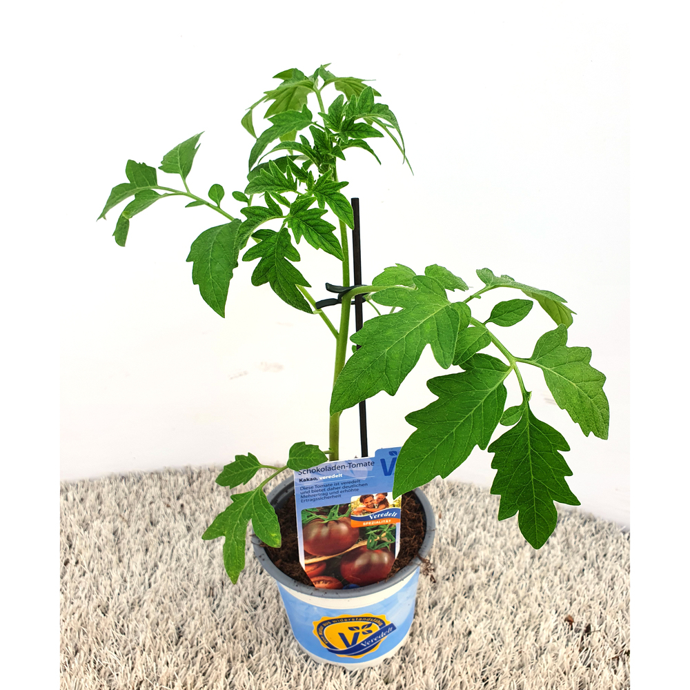 Lycopersicon esculentum starlias choco