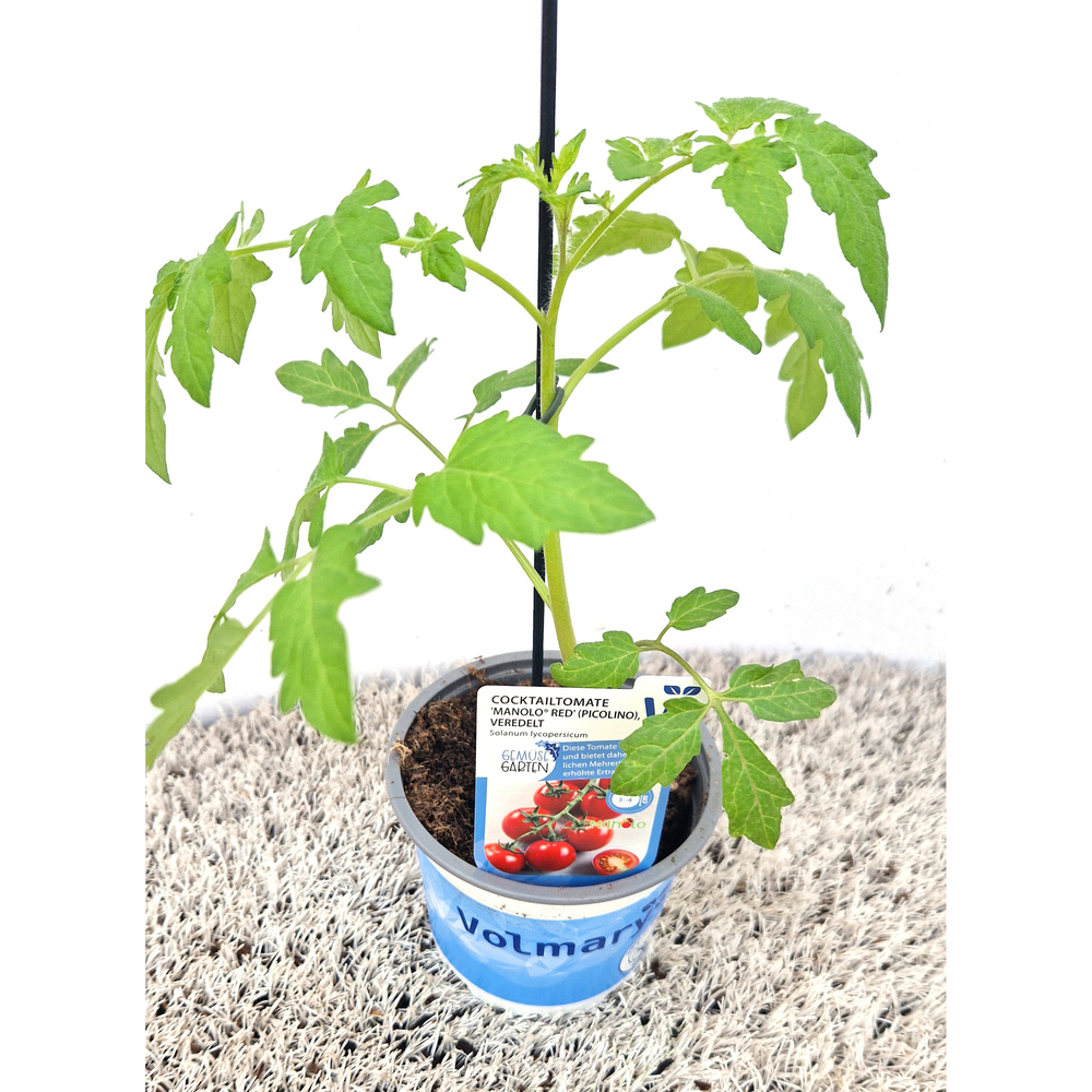 Lycopersicon esculentum manolo red