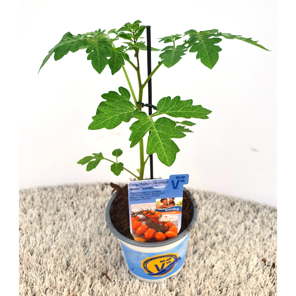 Lycopersicon esculentum mirado orange