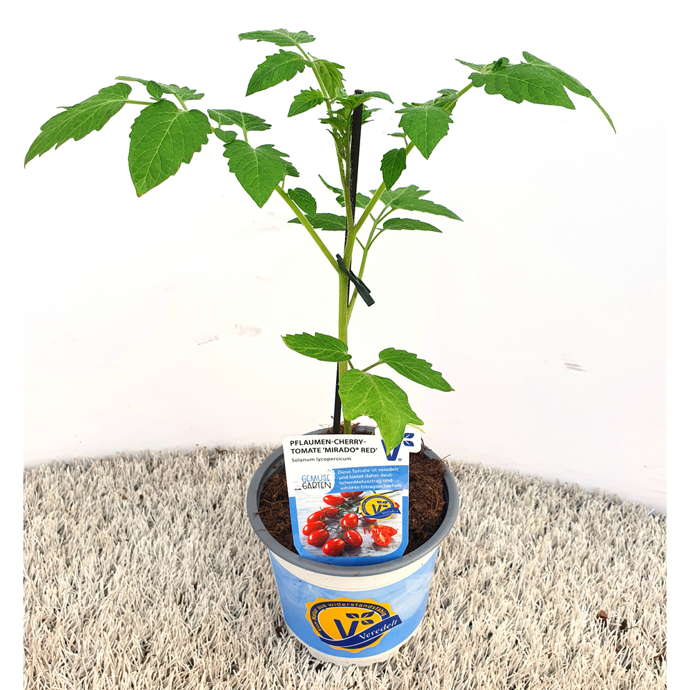 Lycopersicon esculentum mirado red