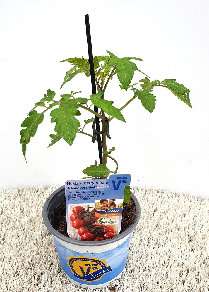 Lycopersicon esculentum solena sweet red