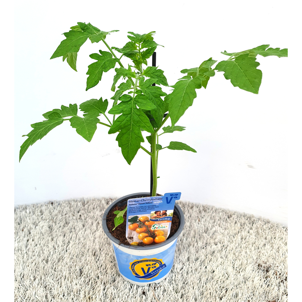 Lycopersicon esculentum solena sweet yellow