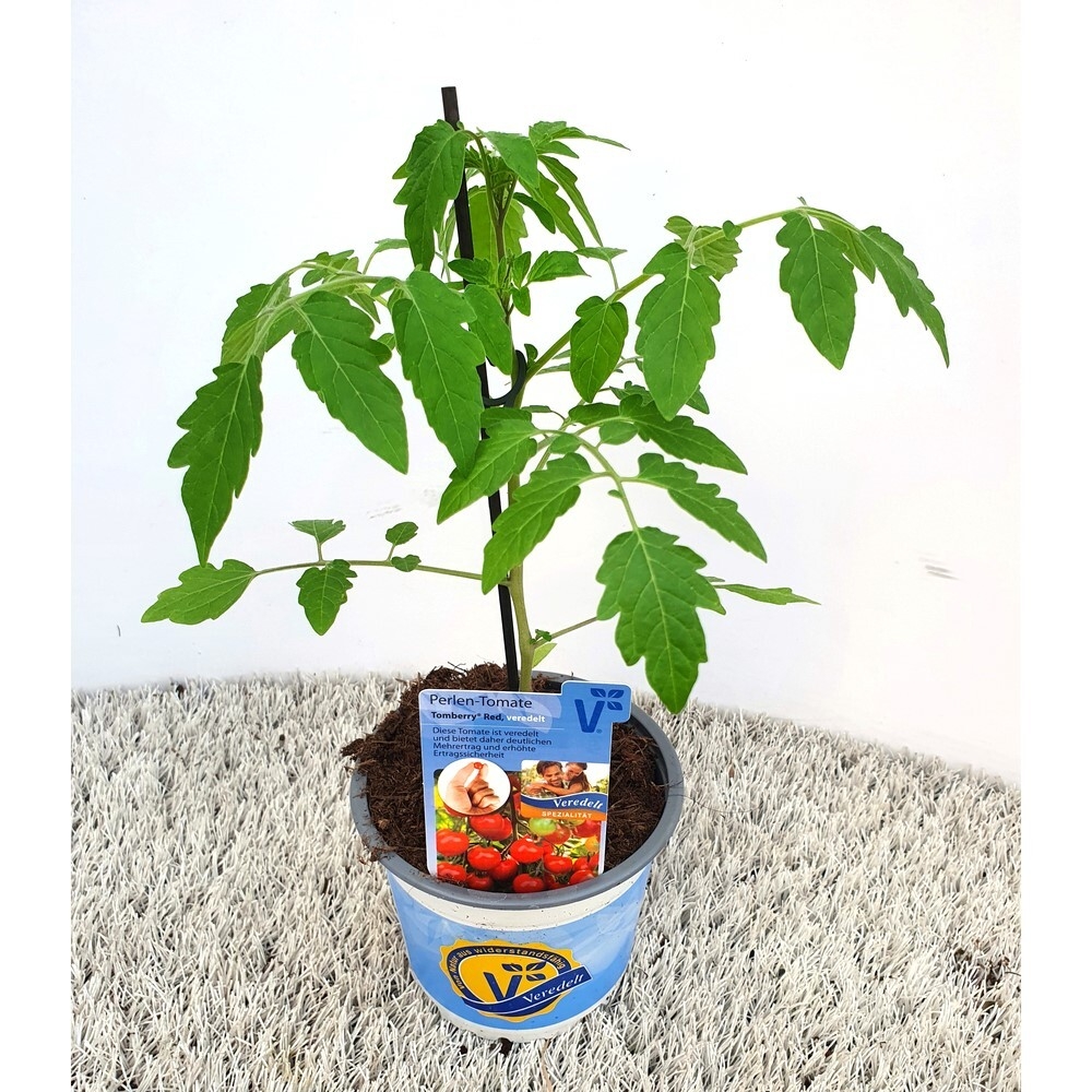 Lycopersicon esculentum tomberry red