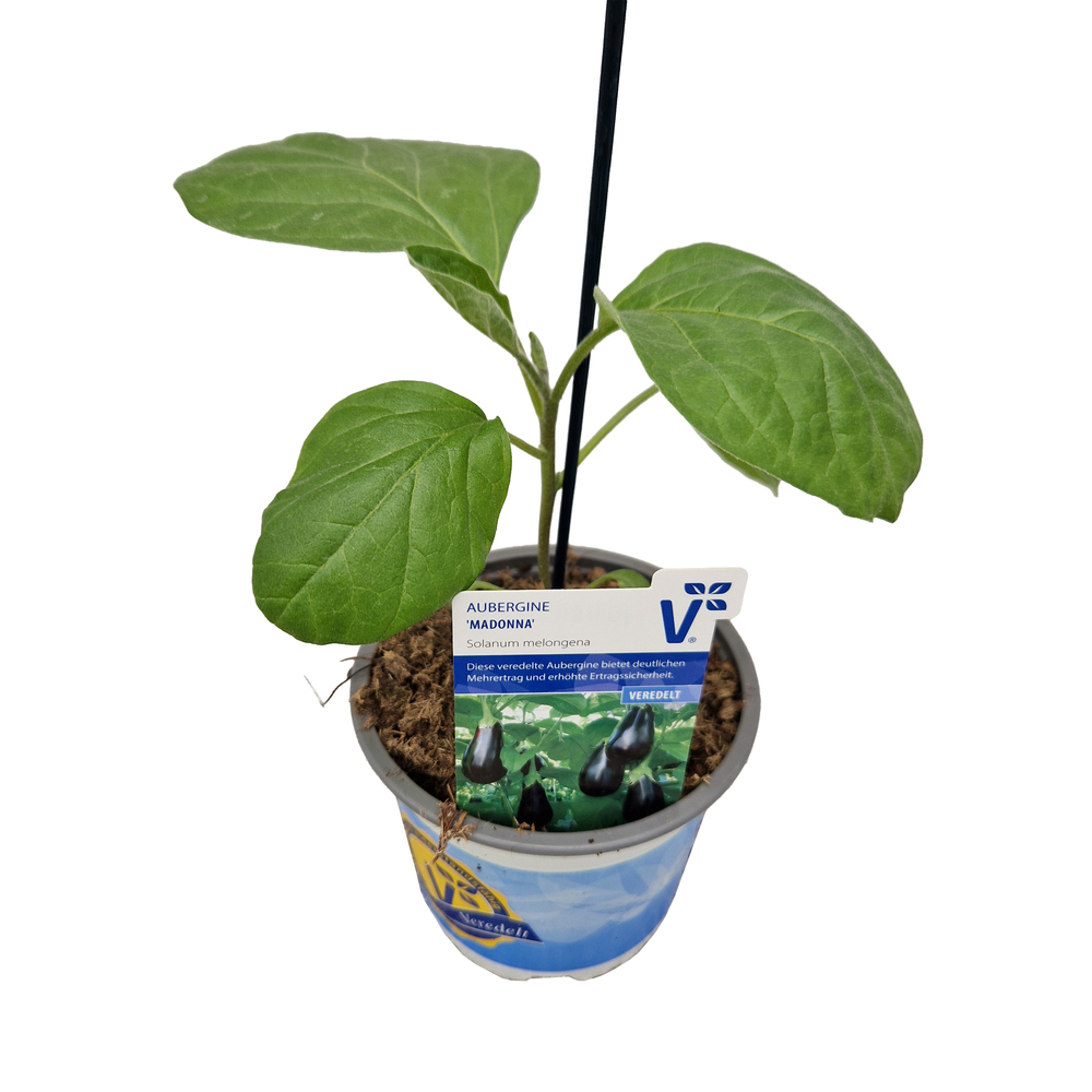Solanum melongena madonna f1