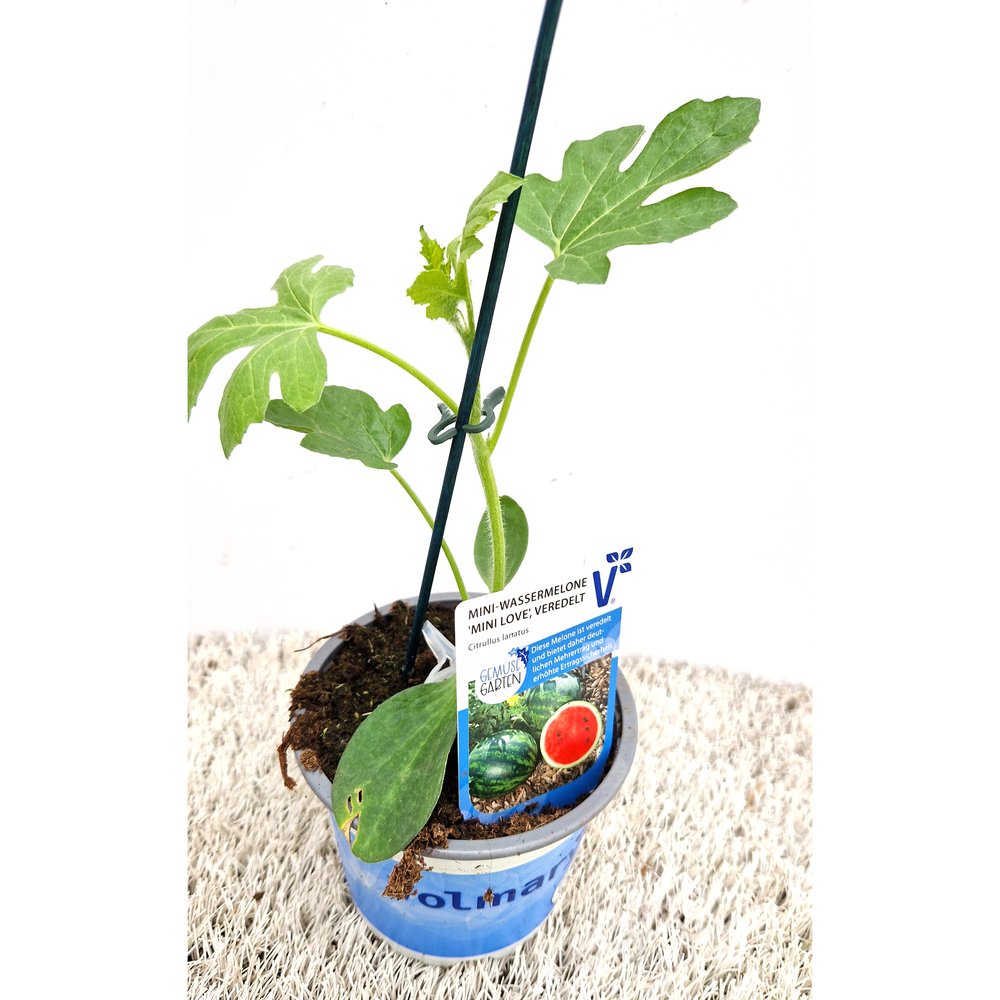 Citrullus lanatus mini love