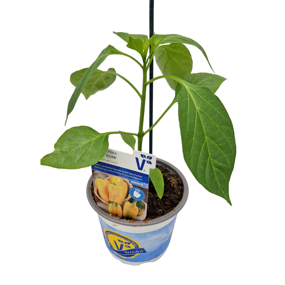 Capsicum annuum torelus yellow