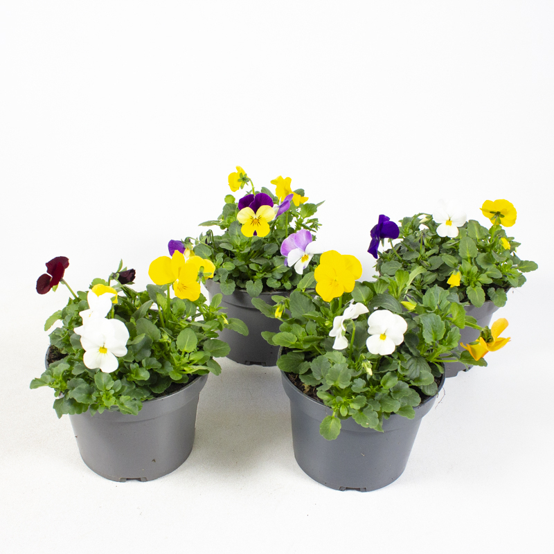 Viola cornuta trio