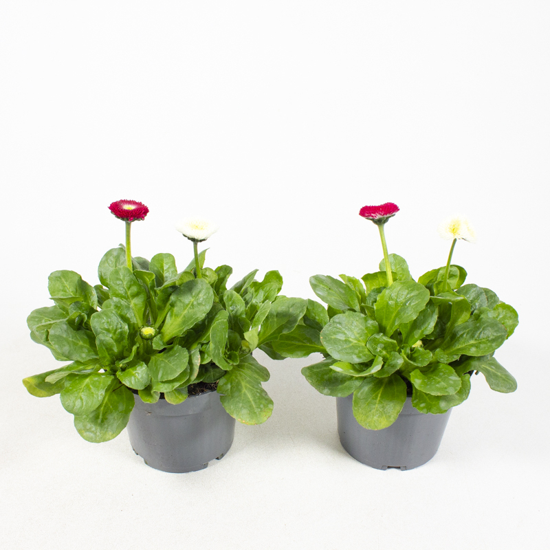 Bellis perennis twin