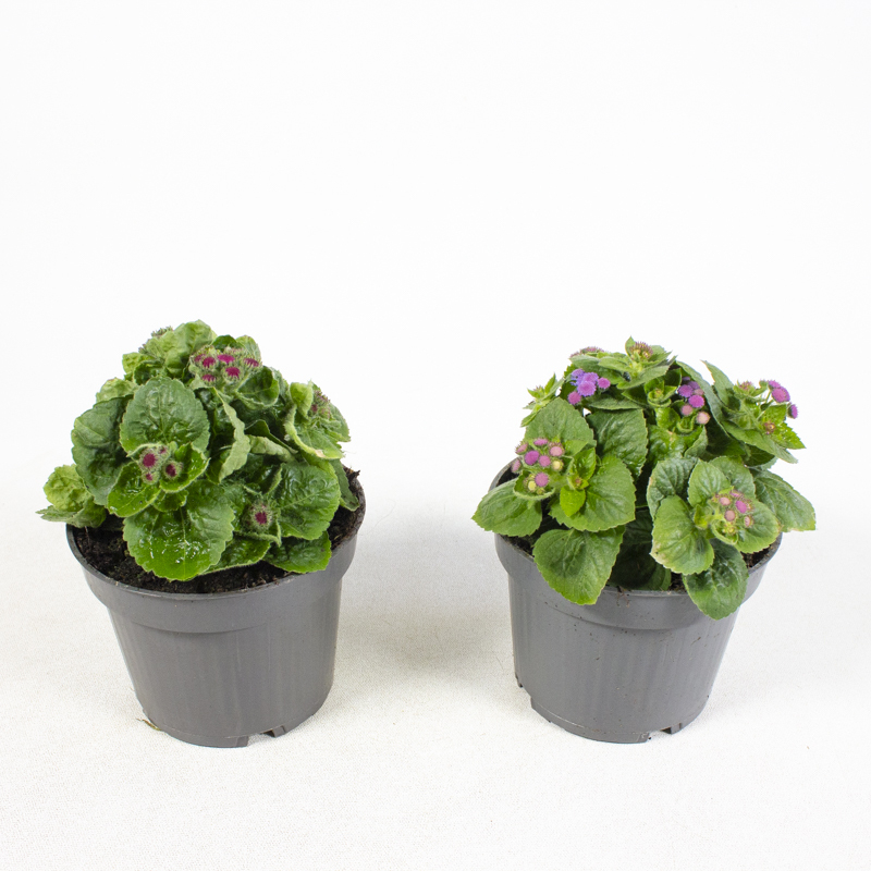 Ageratum houstonianum