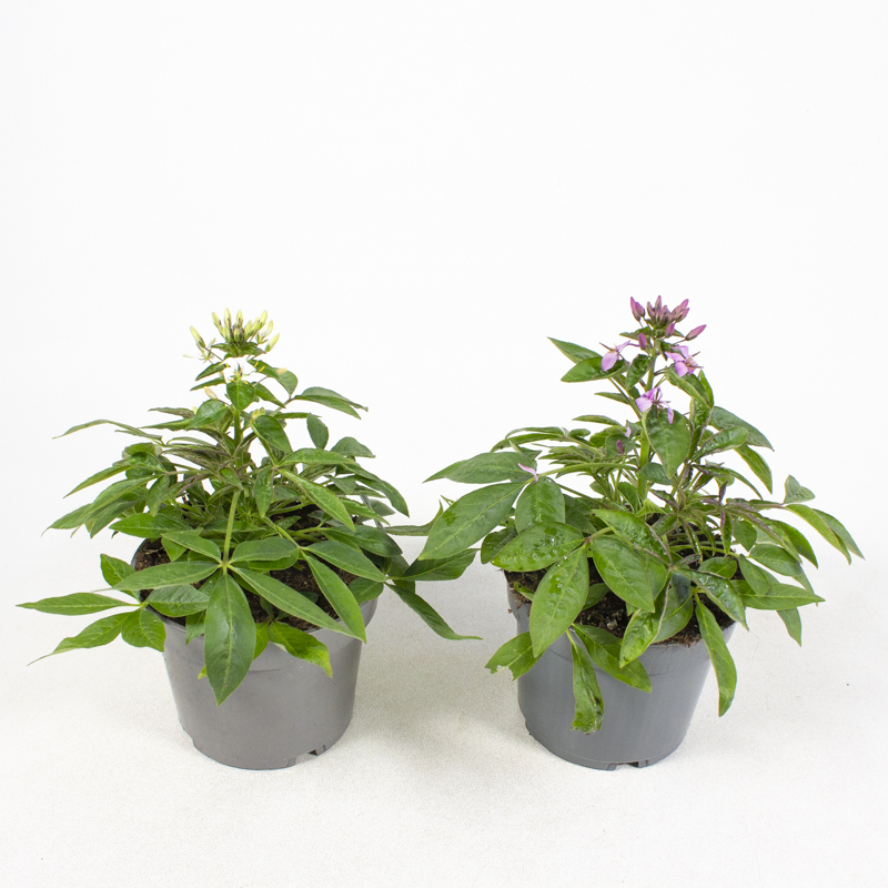 Cleome senorita rosalita