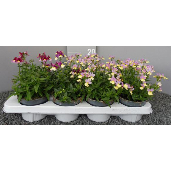 Nemesia fairy kisses