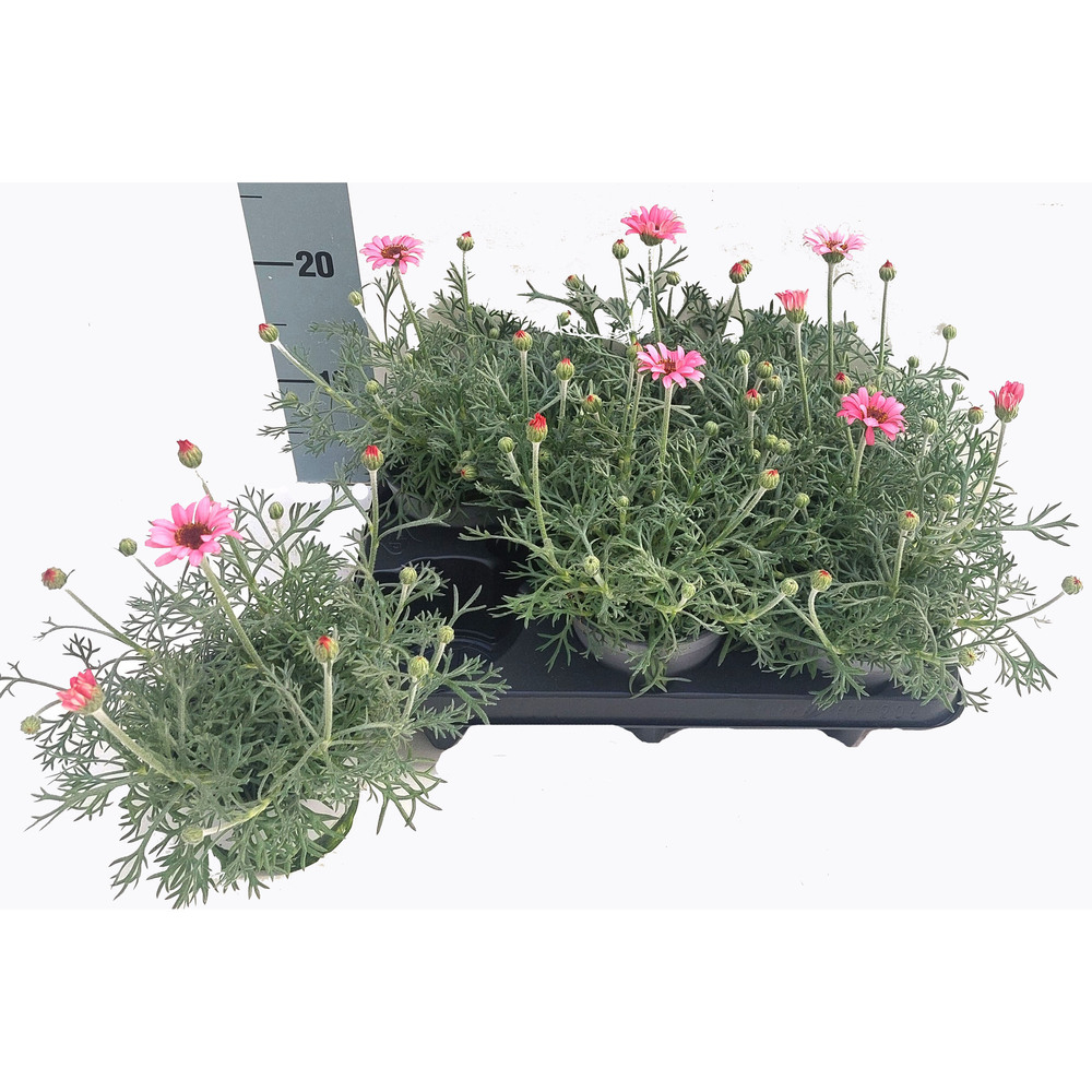 Leucanthemum hosmariense african rose