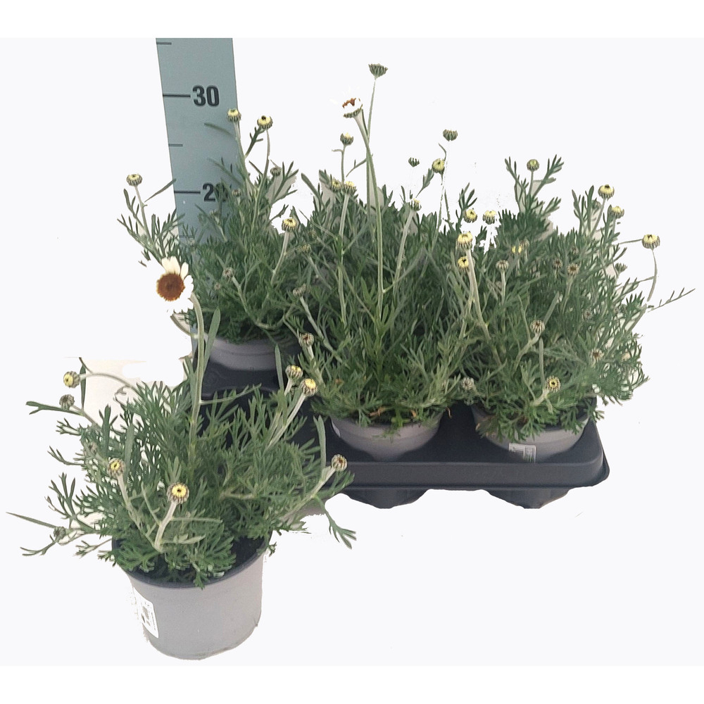 Leucanthemum hosmariense african spring