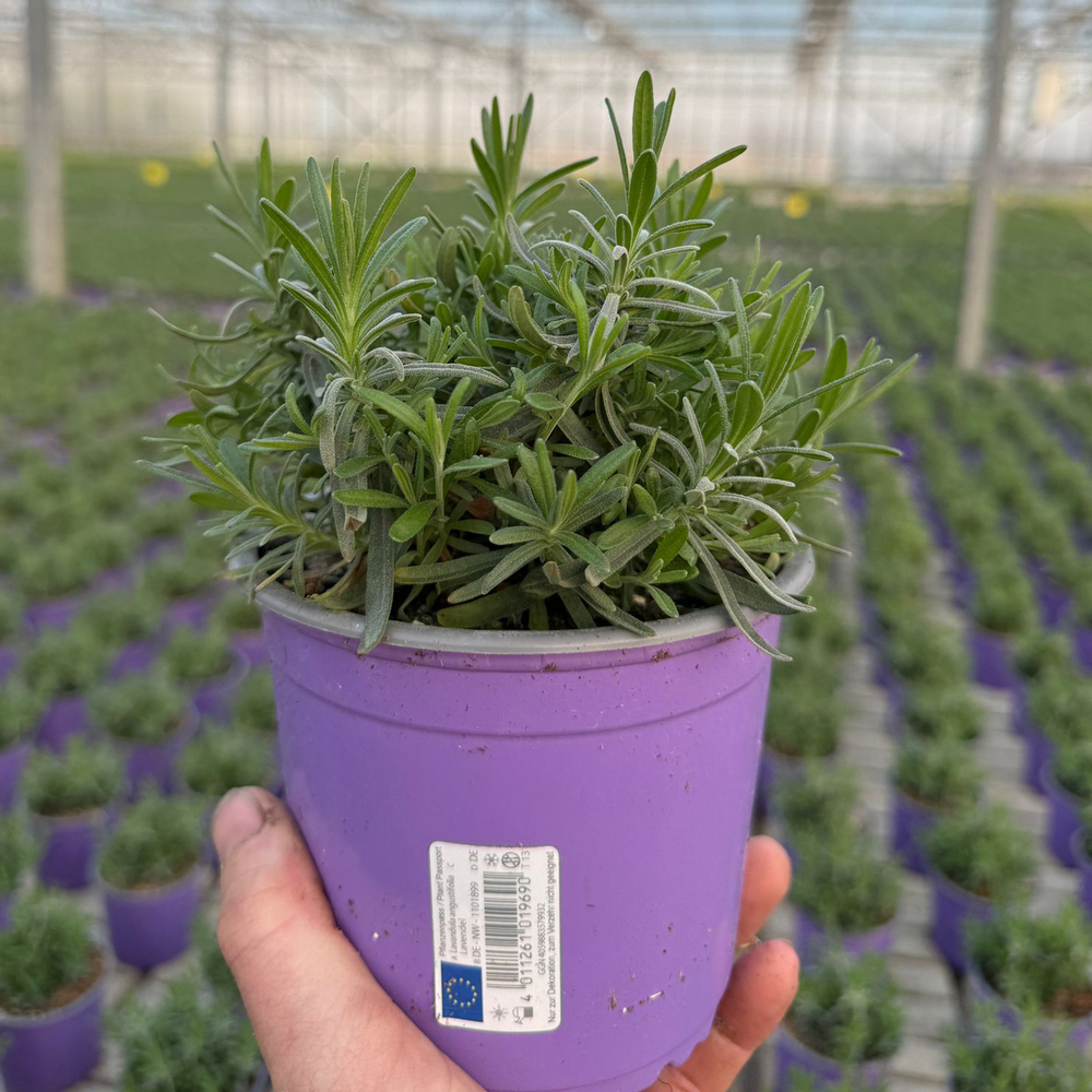 Lavandula angustifolia hidcote