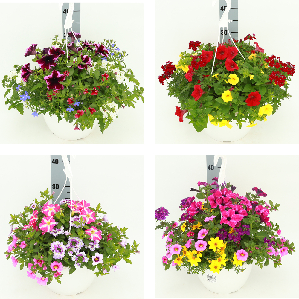 Beetpflanzen potpourri