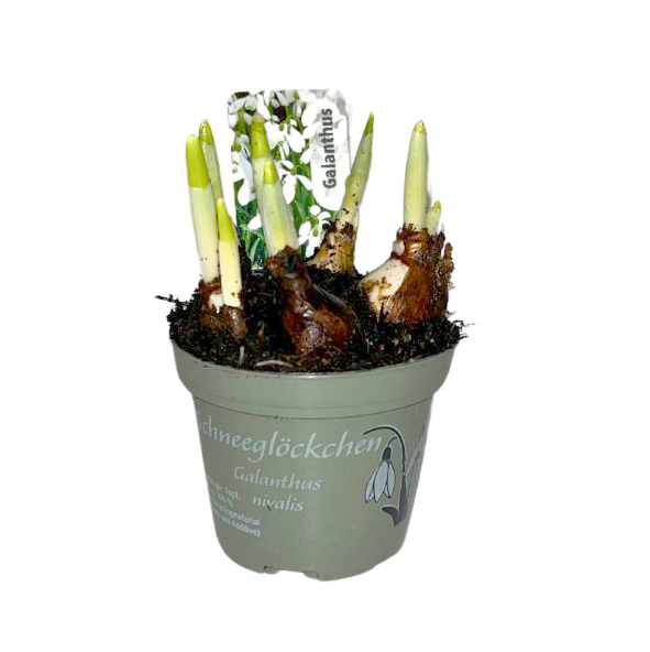 Galanthus nivalis