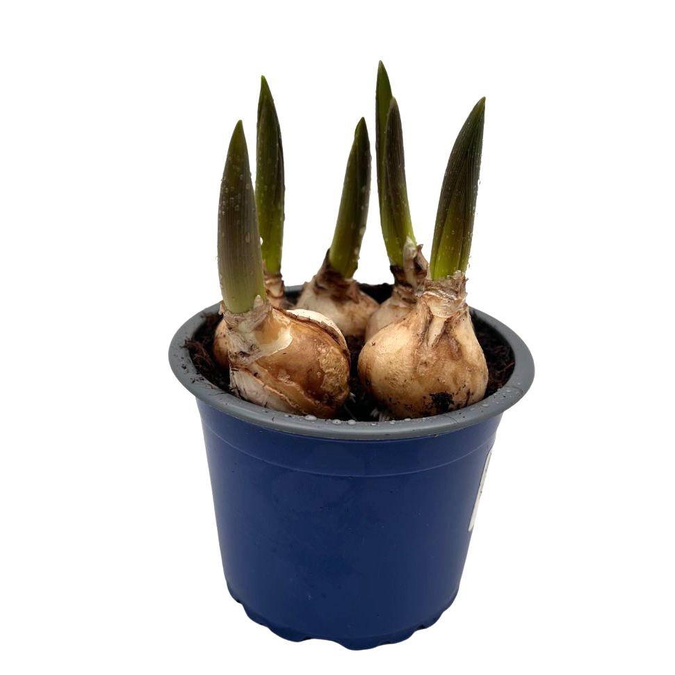 Muscari armeniacum blue magic