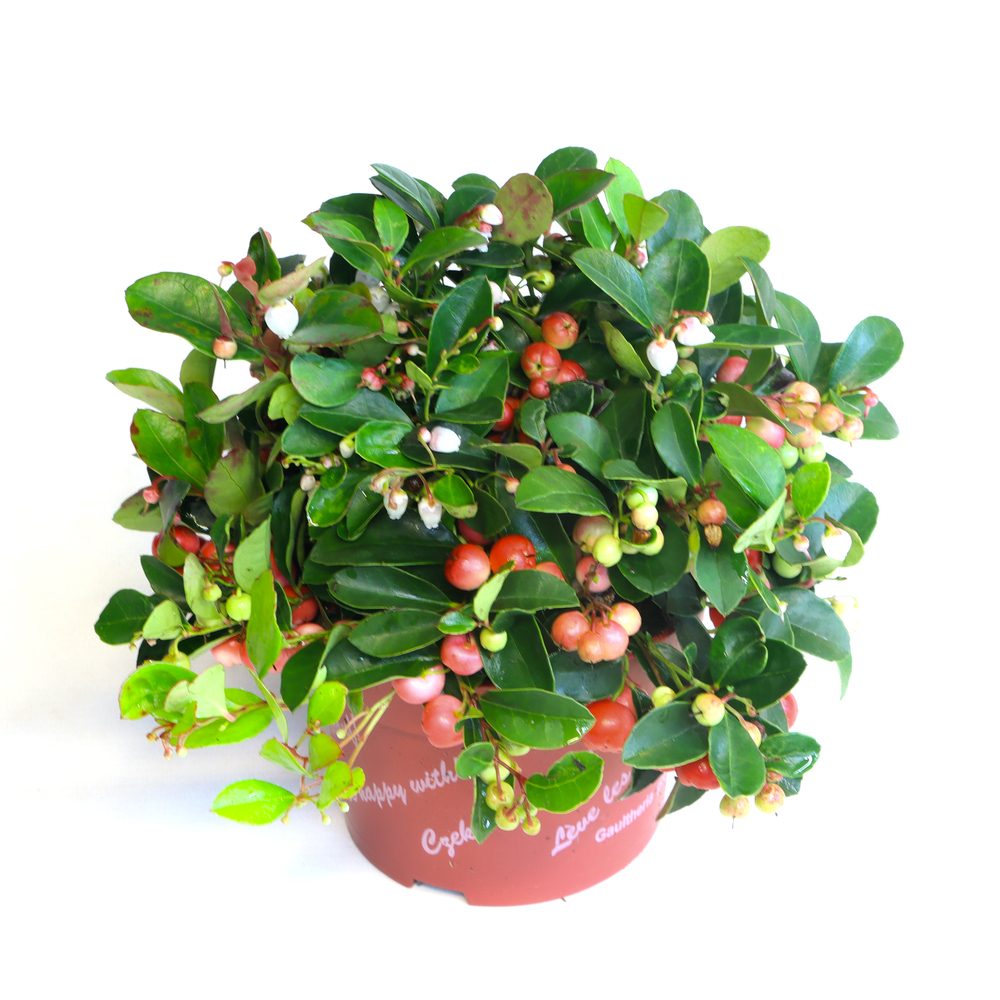 Gaultheria procumbens winter pearls
