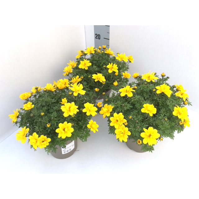 Bidens ferulifolia gold strike