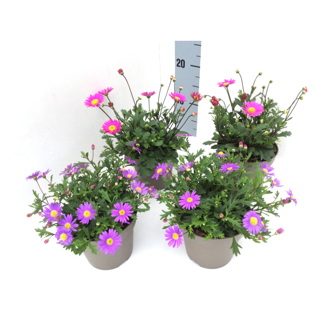 Brachyscome multifida fresco