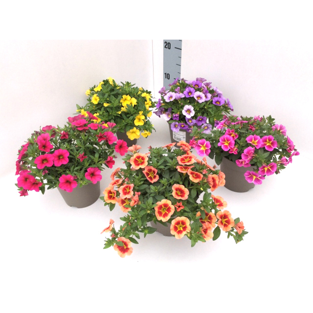 Calibrachoa conga