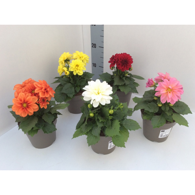Dahlia coccinea dahlietta