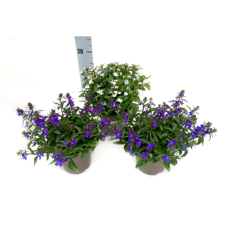 Lobelia erinus sweet springs