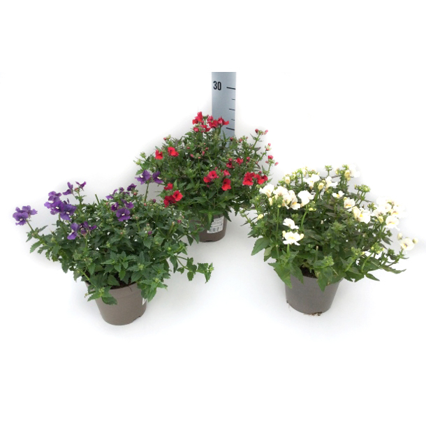 Nemesia sunsatia sunmesia