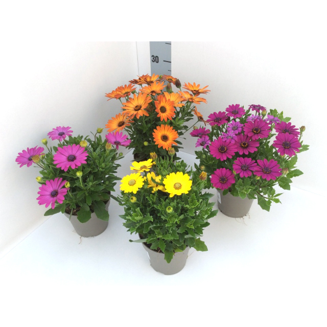 Osteospermum astra