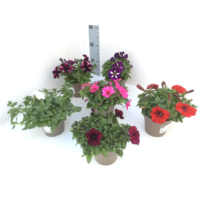 Petunia viva