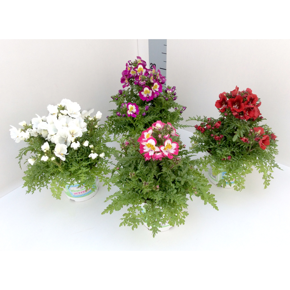 Schizanthus wisetonensis