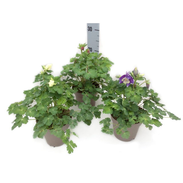 Aquilegia caerulea spring magic