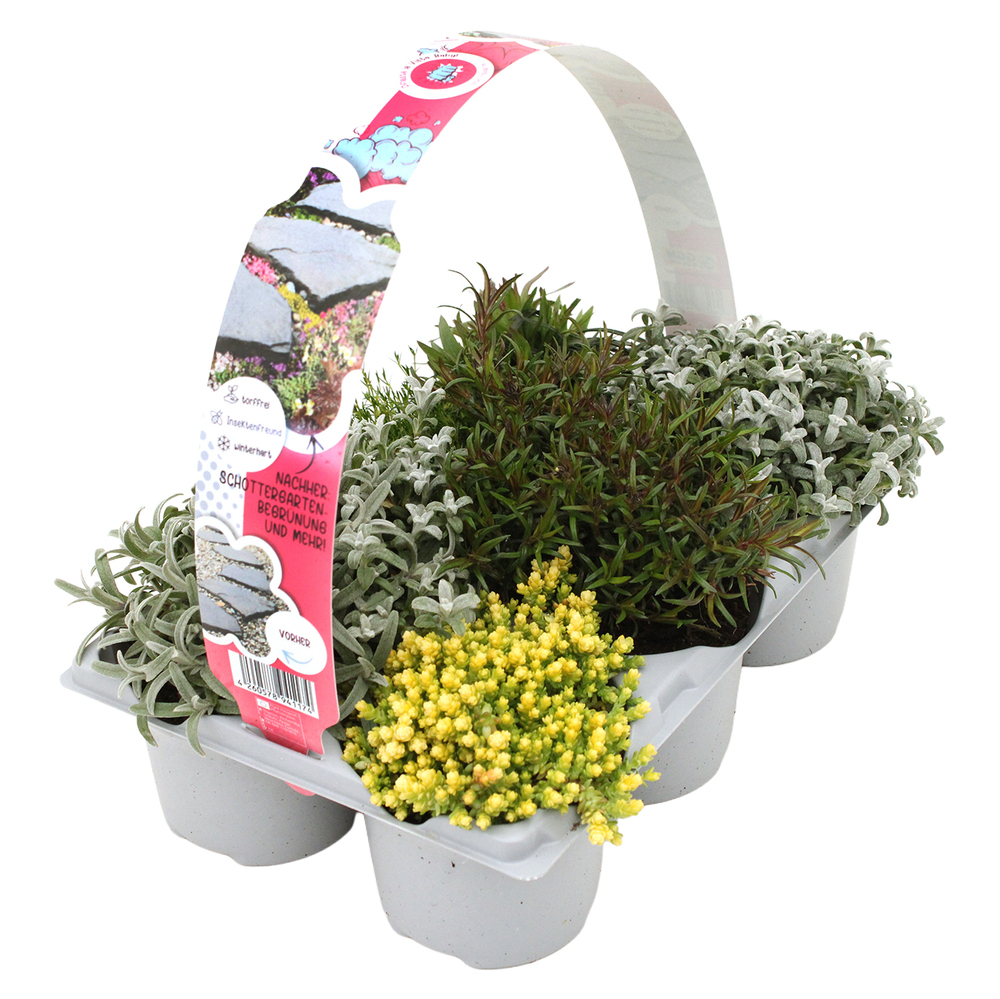 Stauden pflasta la vista