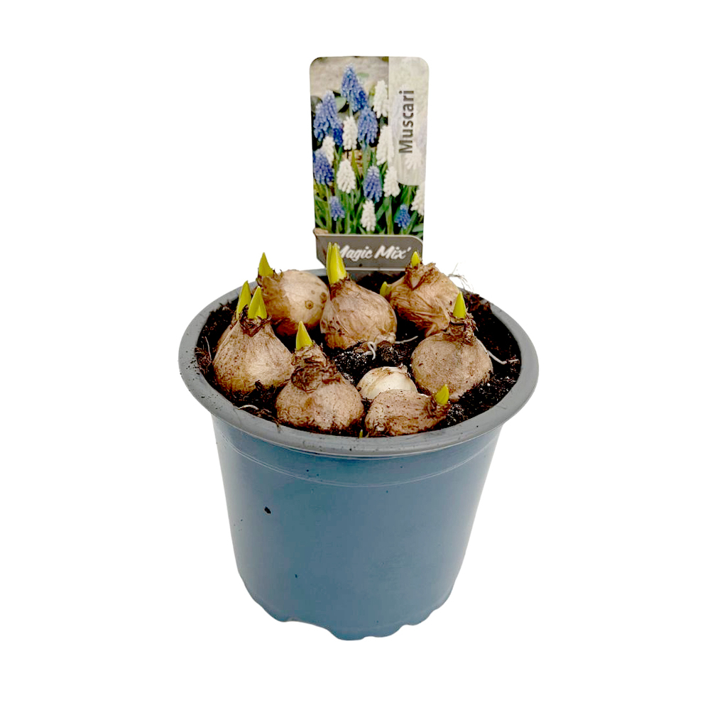 Muscari armeniacum twin