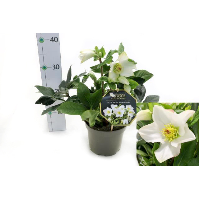 Helleborus iburgensis inr white ivory