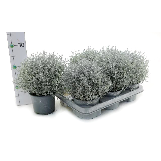 Calocephalus/leucophyta brownii