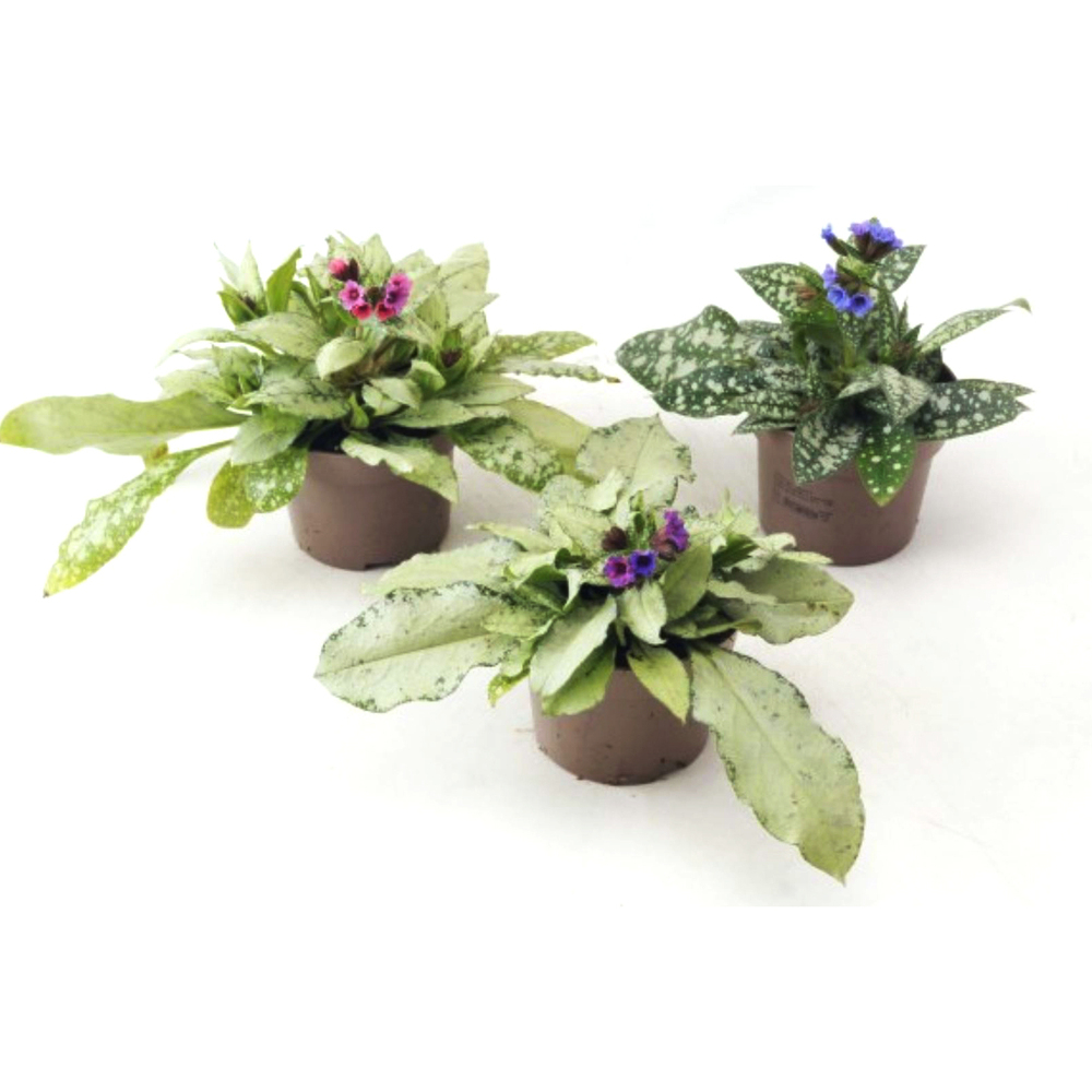 Pulmonaria saccharata silver bouquet