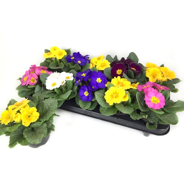 Primula acaulis cairo