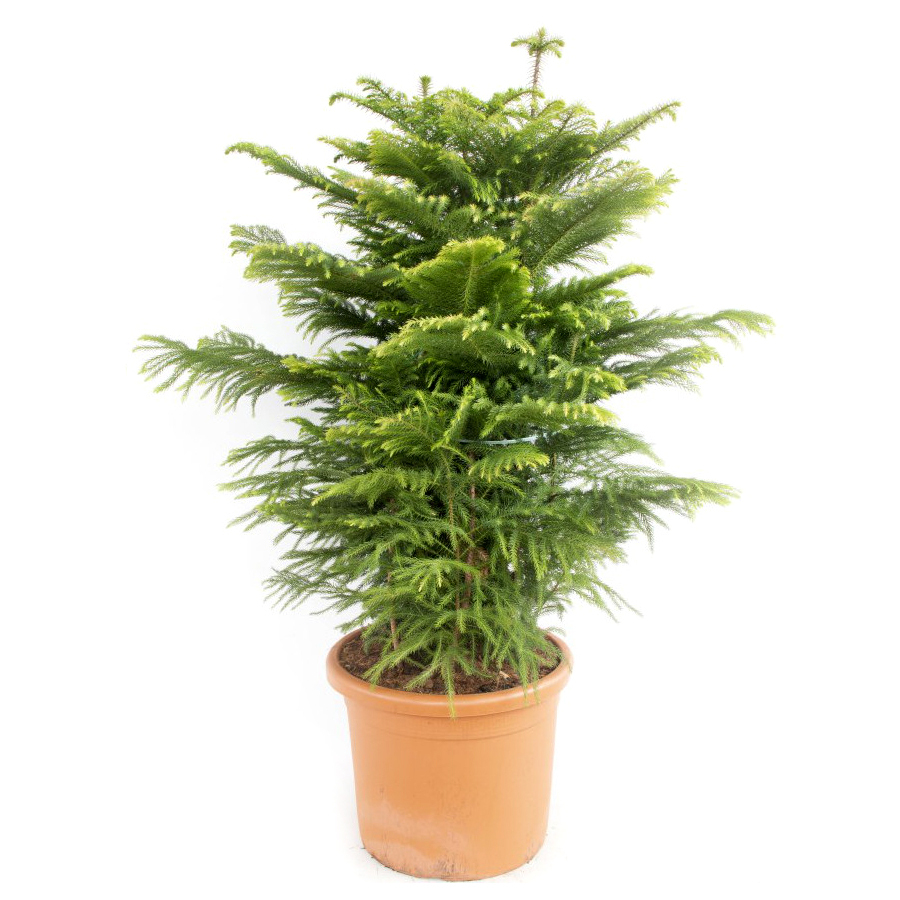 Araucaria heterophylla